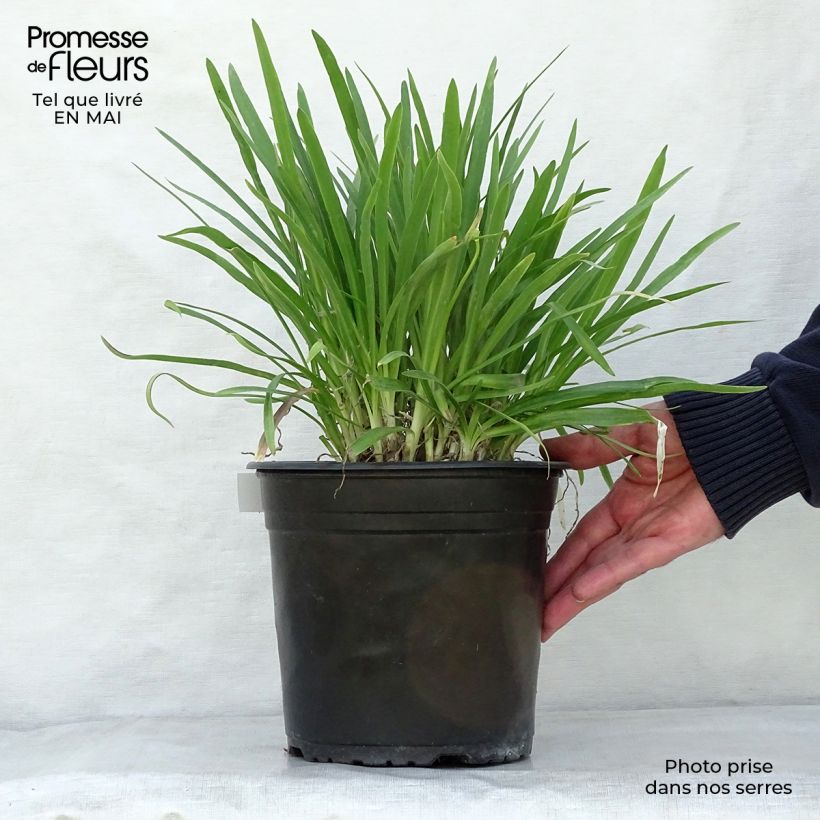 Example of Agapanthus Lapis Lazuli - Schmucklilie Topf mit 2L/3L as you get in printemps