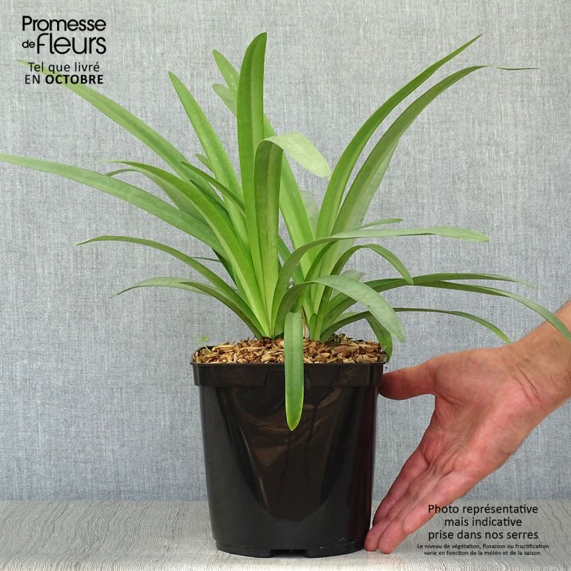 Exemplar von Agapanthus Megan's Mauve - Schmucklilie Topf mit 2L/3L wie im Herbst geliefert