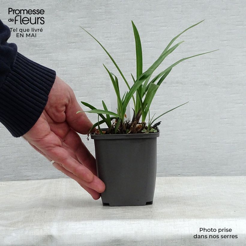 Example of Agapanthus Navy Blue - Schmucklilie Kleine Töpfe von 8/9 cm as you get in printemps