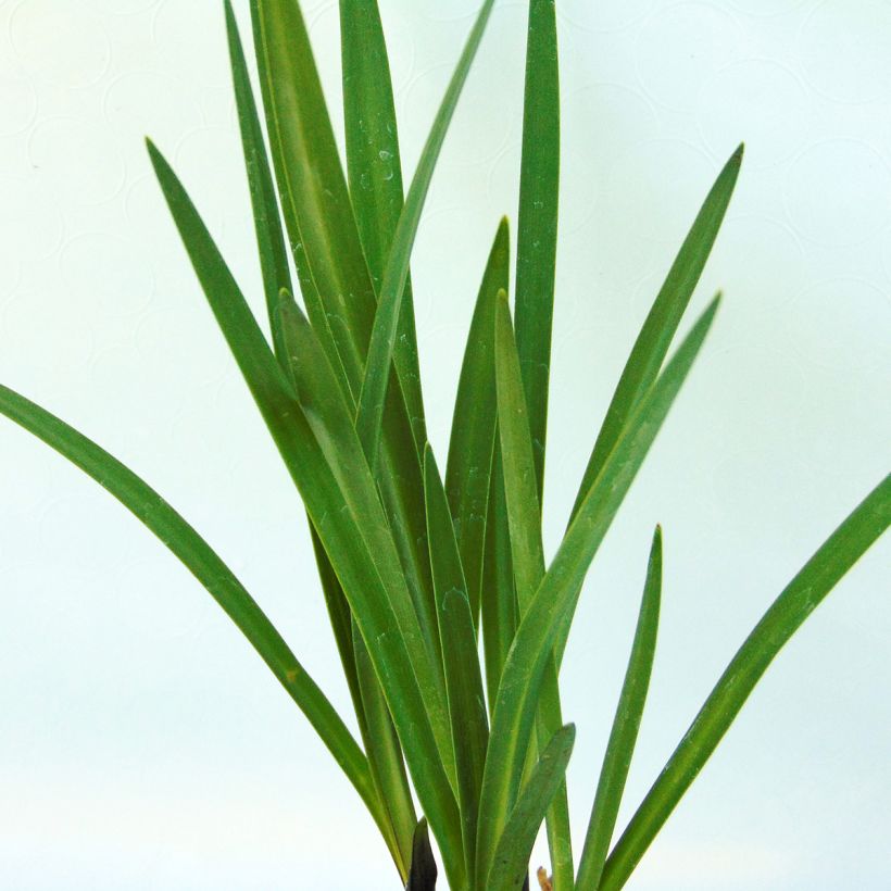 Agapanthus Northern Star - Schmucklilie (Foliage)
