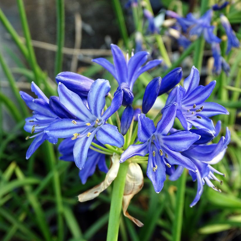 Agapanthus Northern Star - Schmucklilie (Flowering)