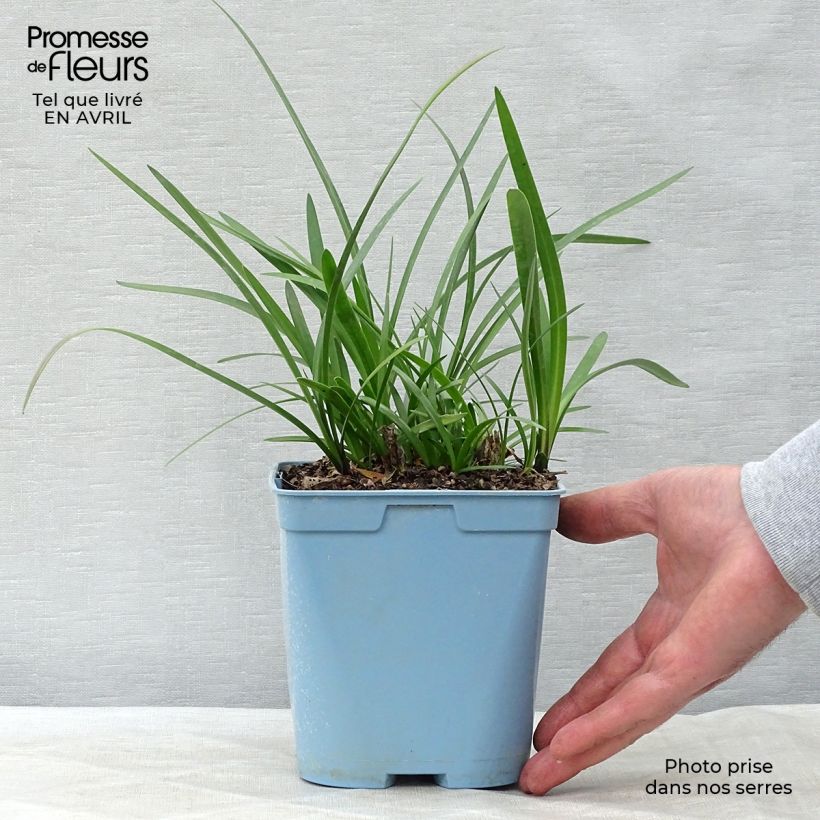 Example of Agapanthus Northern Star - Schmucklilie Topf mit 2L/3L as you get in printemps