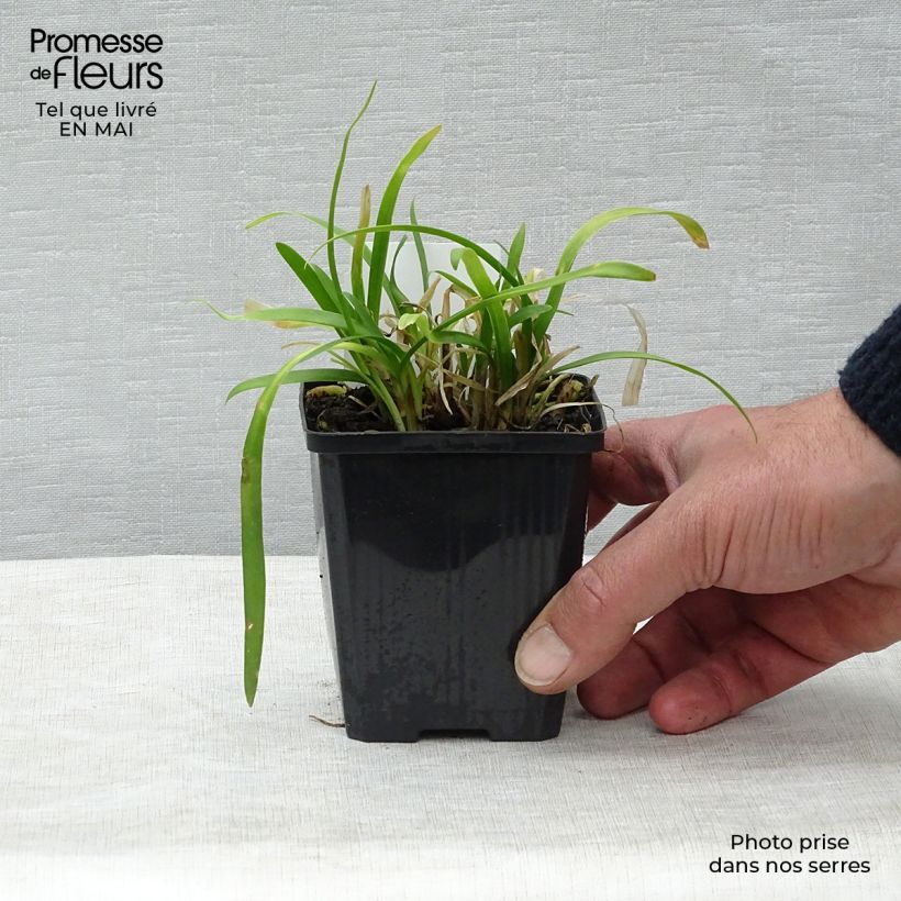 Exemplar von Agapanthus Peter Pan - Schmucklilie Kleine Töpfe von 8/9 cm wie im Frühjahr geliefert