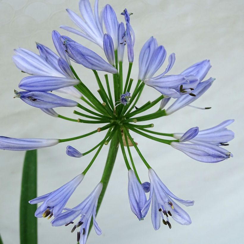 Agapanthus Pitchoune Blue - Schmucklilie (Flowering)
