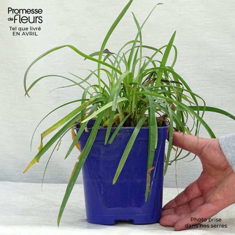 Example of Agapanthus Pitchoune Blue - Schmucklilie Topf mit 2L/3L as you get in printemps