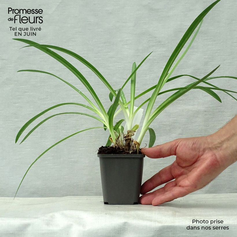 Exemplar von Agapanthus Polar Ice - Schmucklilie Kleine Töpfe von 8/9 cm wie im Sommer geliefert