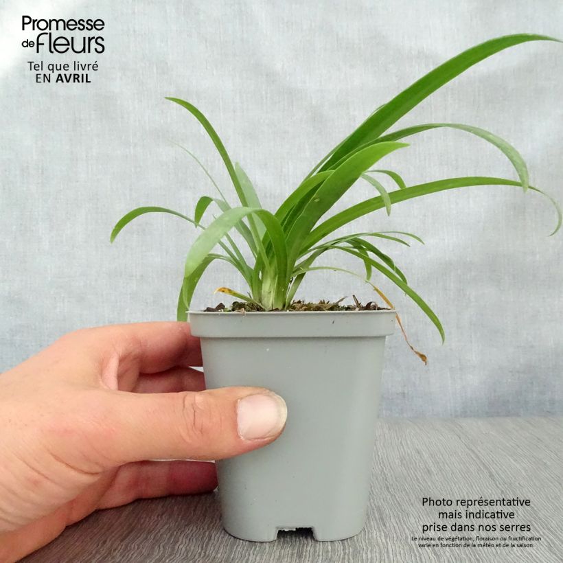 Example of Agapanthus Pretty Sandy - Schmucklilie Kleine Töpfe von 8/9 cm as you get in printemps