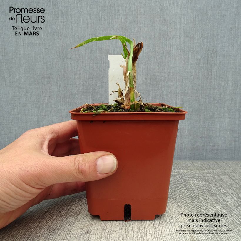 Exemplar von Agapanthus Purple Cloud - Schmucklilie Topf mit 1L/1,5L wie im Frühjahr geliefert