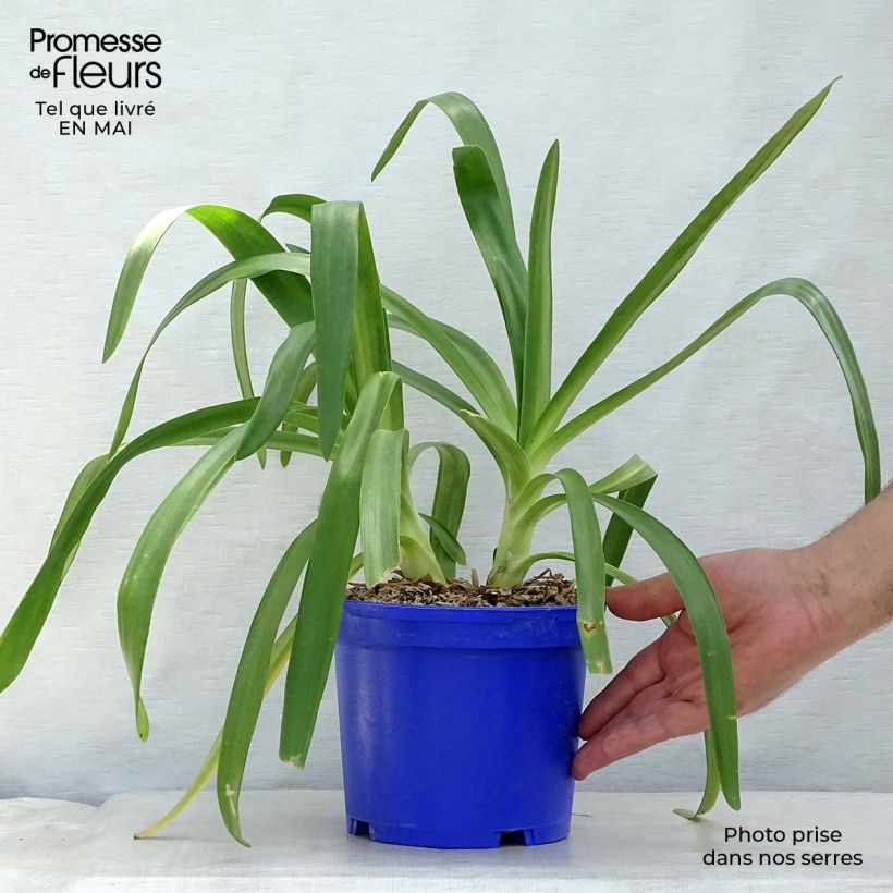 Example of Agapanthus Queen Mum - Schmucklilie Topf mit 2L/3L as you get in printemps