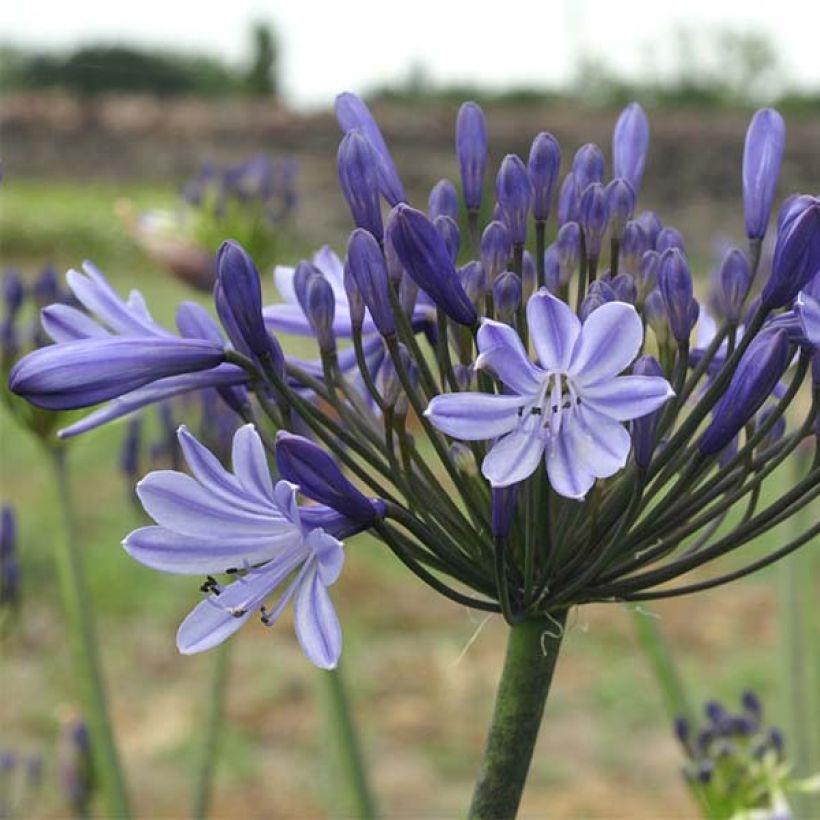 Agapanthus campanulatus Rosewarne - Schmucklilie (Flowering)