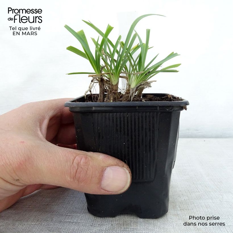 Example of Agapanthus campanulatus Rosewarne - Schmucklilie Kleine Töpfe von 8/9 cm as you get in printemps