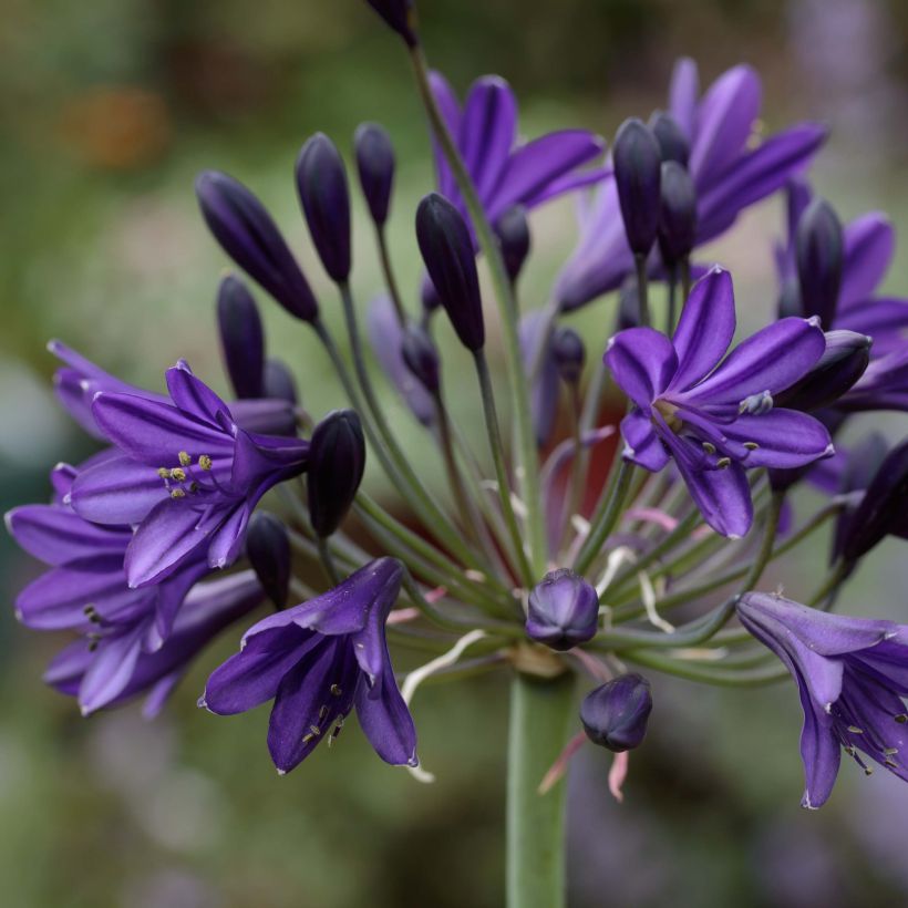 Agapanthus Royal Velvet - Schmucklilie (Flowering)