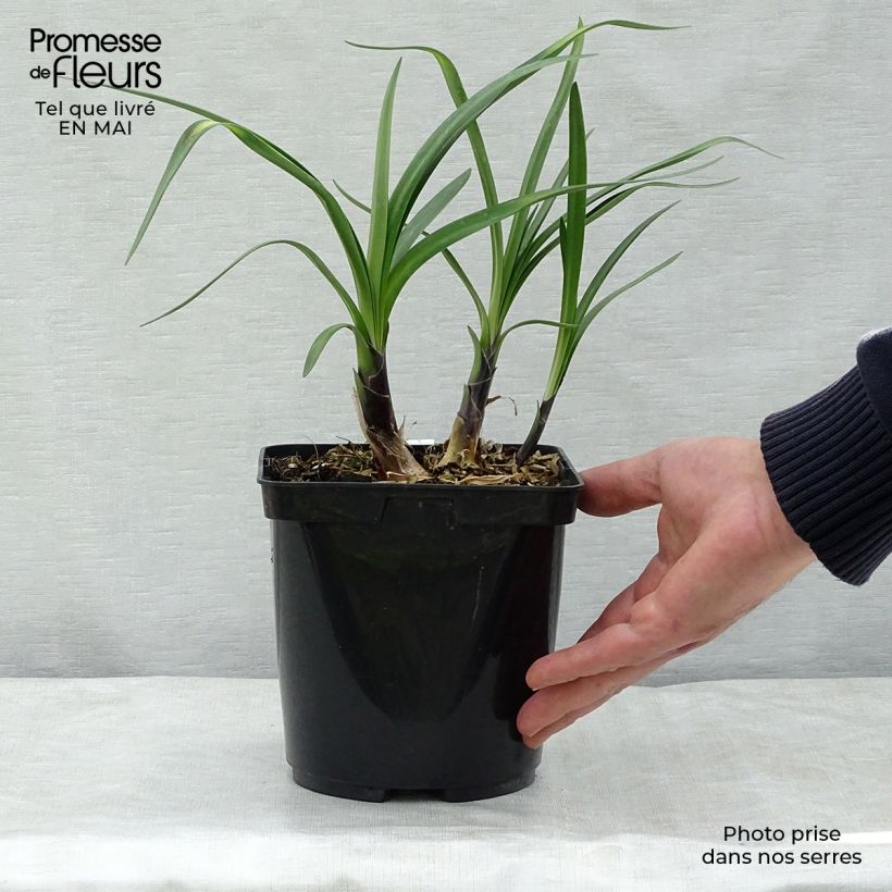 Example of Agapanthus Royal Velvet - Schmucklilie Topf mit 2L/3L as you get in printemps