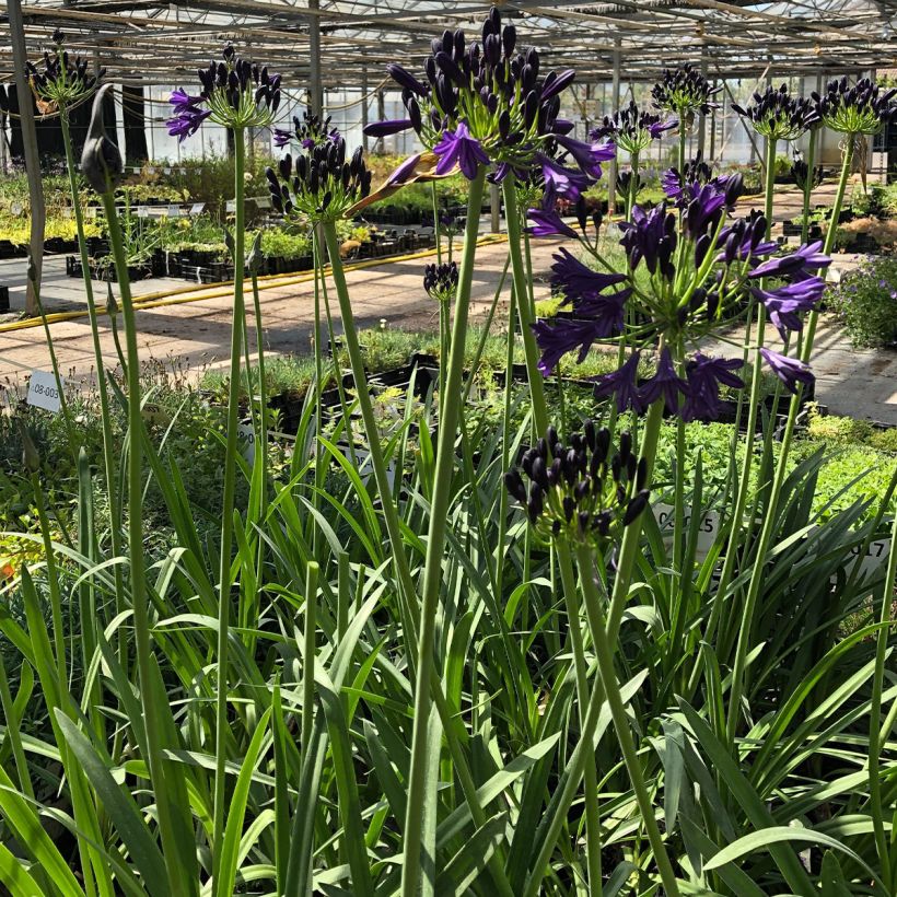 Agapanthus Royal Velvet - Schmucklilie (Plant habit)