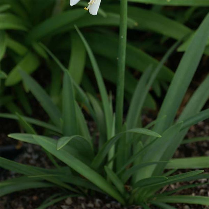 Agapanthus Thumbelina - Schmucklilie (Foliage)