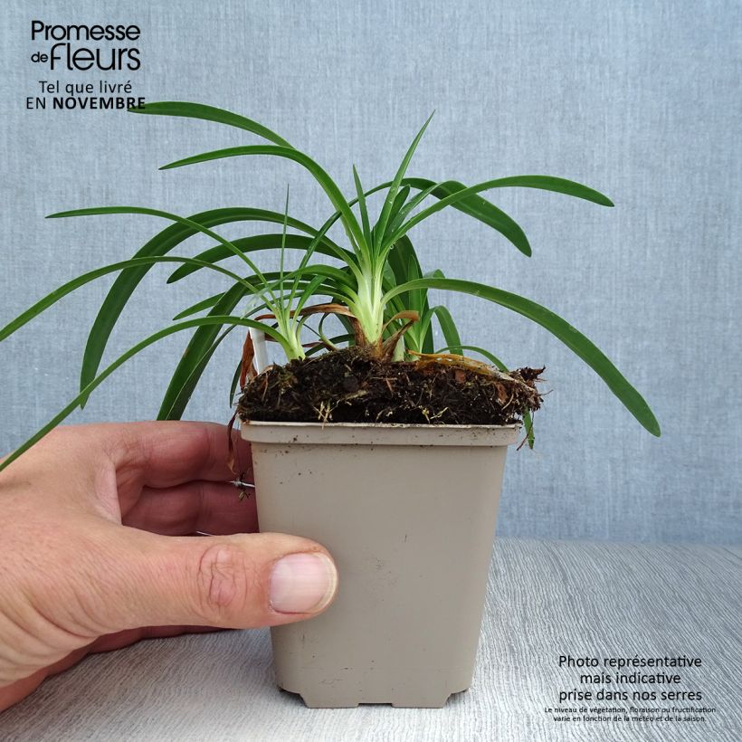 Exemplar von Agapanthus Thumbelina - Schmucklilie Kleine Töpfe von 8/9 cm wie im Herbst geliefert