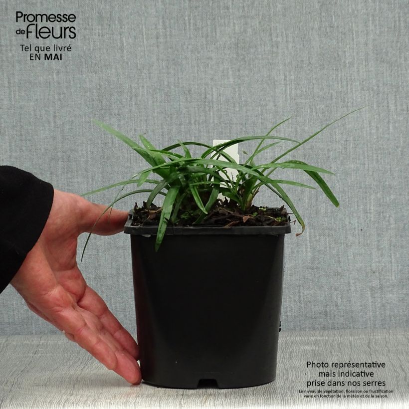 Example of Agapanthus Thumbelina - Schmucklilie Topf mit 2L/3L as you get in printemps