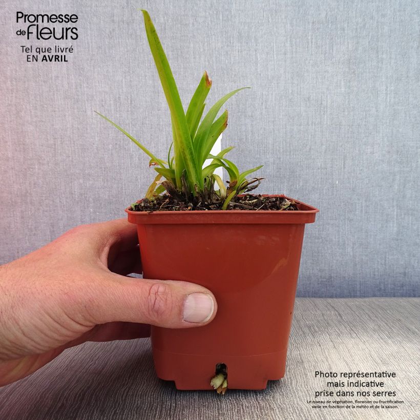Example of Agapanthus Tom Thumb - Schmucklilie Topf mit 1L/1,5L as you get in printemps