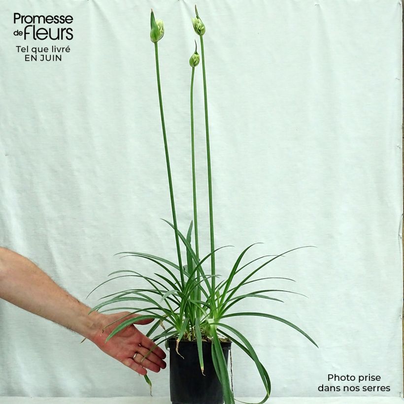 Exemplar von Agapanthus Twister - Schmucklilie Topf mit 3L/4L wie im Sommer geliefert