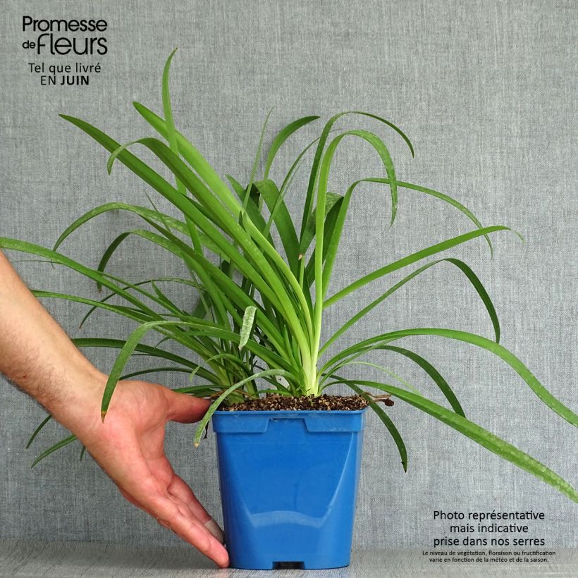 Exemplar von Agapanthus Vallée de la Sarthe - Schmucklilie Topf mit 2L/3L wie im Sommer geliefert