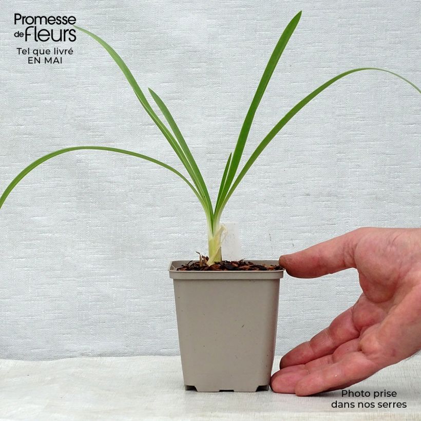 Example of Agapanthus White Heaven - Schmucklilie Kleine Töpfe von 8/9 cm as you get in printemps