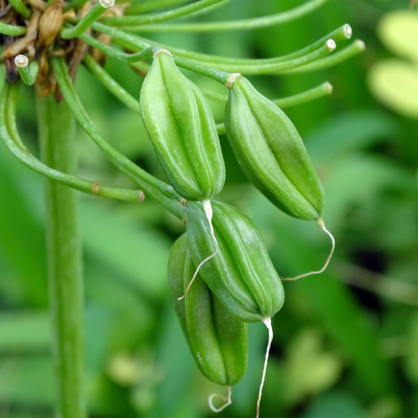Agapanthus White Heaven - Schmucklilie (Harvest)