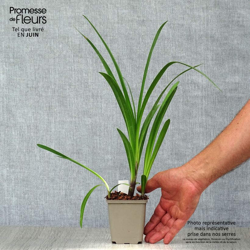 Exemplar von Agapanthus Windsor grey - Schmucklilie Kleine Töpfe von 8/9 cm wie im Sommer geliefert