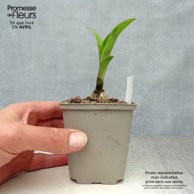 Example of Agapanthus Windsor grey - Schmucklilie Kleine Töpfe von 8/9 cm as you get in printemps