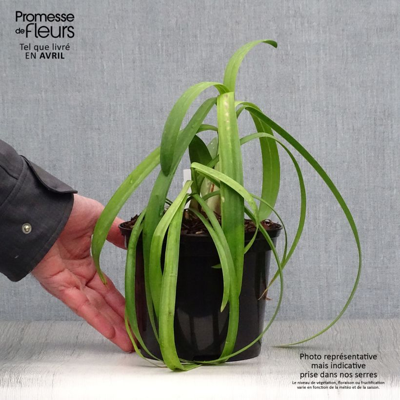 Example of Agapanthus Windsor grey - Schmucklilie Topf mit 2L/3L as you get in printemps