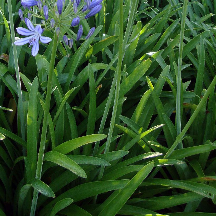 Agapanthus umbellatus - Schmucklilie (Foliage)