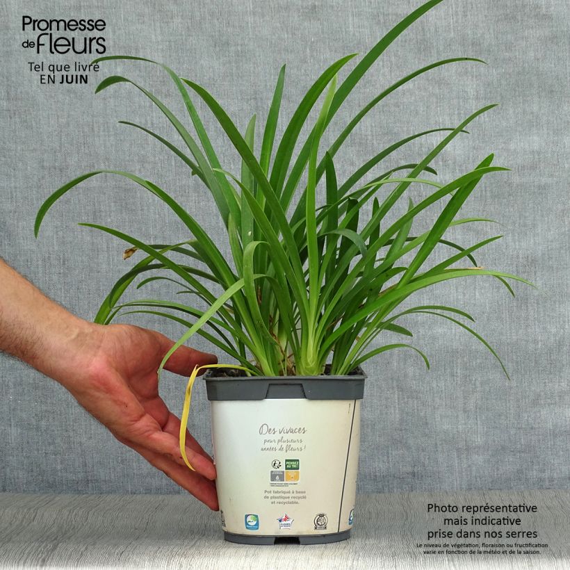 Exemplar von Agapanthus umbellatus Albus - Schmucklilie Topf mit 2L/3L wie im Sommer geliefert