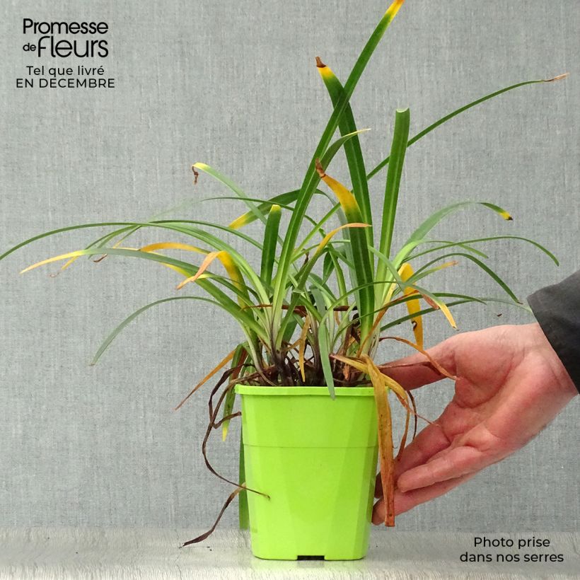 Exemplar von Agapanthus Blue Jeans - Schmucklilie Topf mit 1,5L/2L wie im Winter geliefert