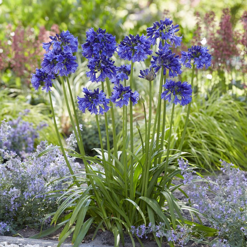 Agapanthus Blue Thunder - Schmucklilie (Wuchs)