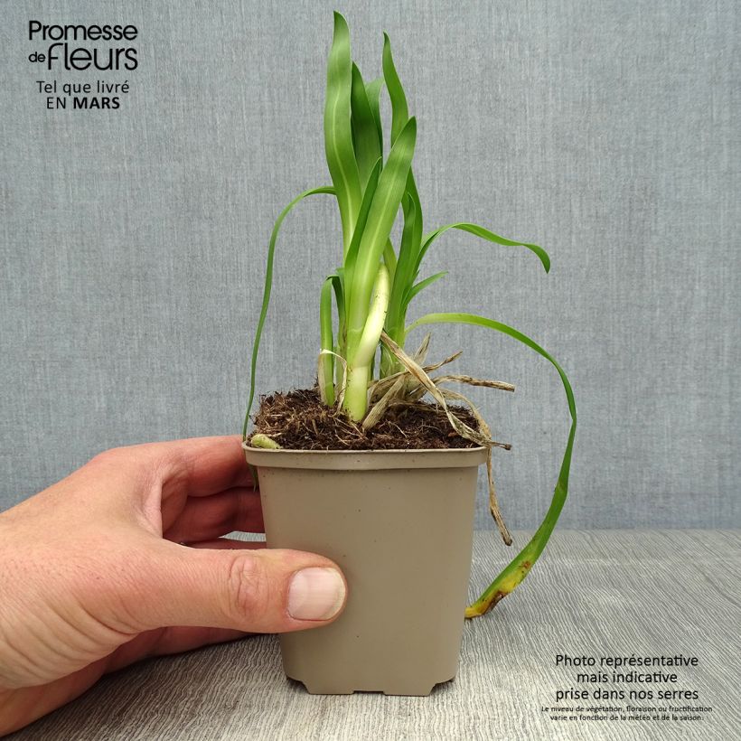 Exemplar von Agapanthus Blue Thunder - Schmucklilie Kleine Töpfe von 8/9 cm wie im Frühjahr geliefert