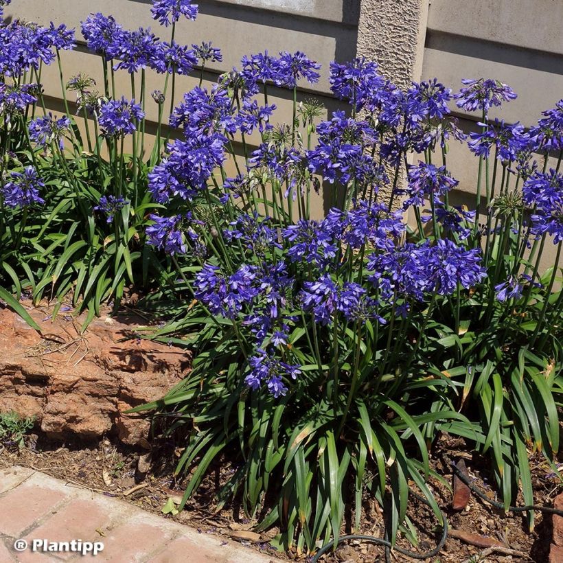 Agapanthus Ever Sapphire - Schmucklilie (Plant habit)