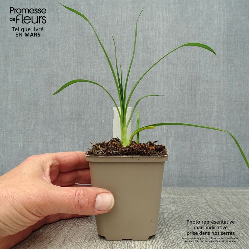 Example of Agapanthus Ever Sapphire - Schmucklilie Kleine Töpfe von 8/9 cm as you get in printemps