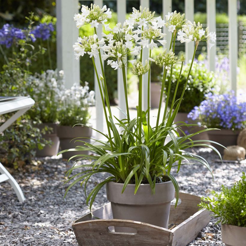 Agapanthus Ever White - Schmucklilie (Wuchs)