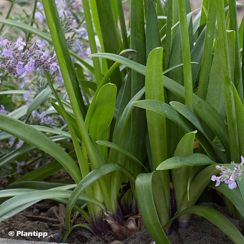 Agapanthus Poppin’ Purple - Schmucklilie (Foliage)