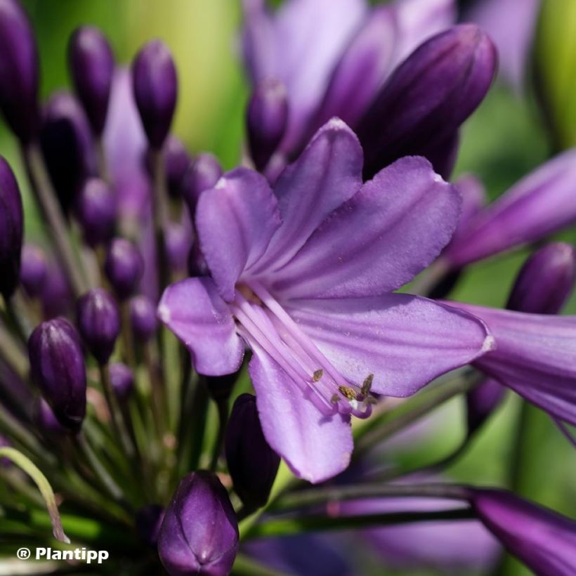 Agapanthus Poppin’ Purple - Schmucklilie (Flowering)