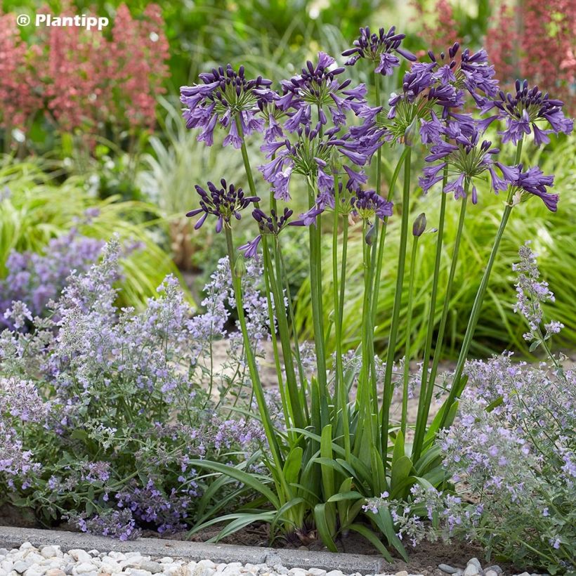 Agapanthus Poppin’ Purple - Schmucklilie (Plant habit)