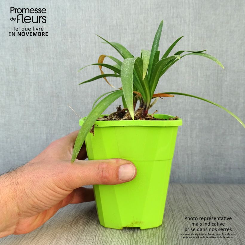 Exemplar von Agapanthus Poppin’ Purple - Schmucklilie Topf mit 1,5L/2L wie im Herbst geliefert