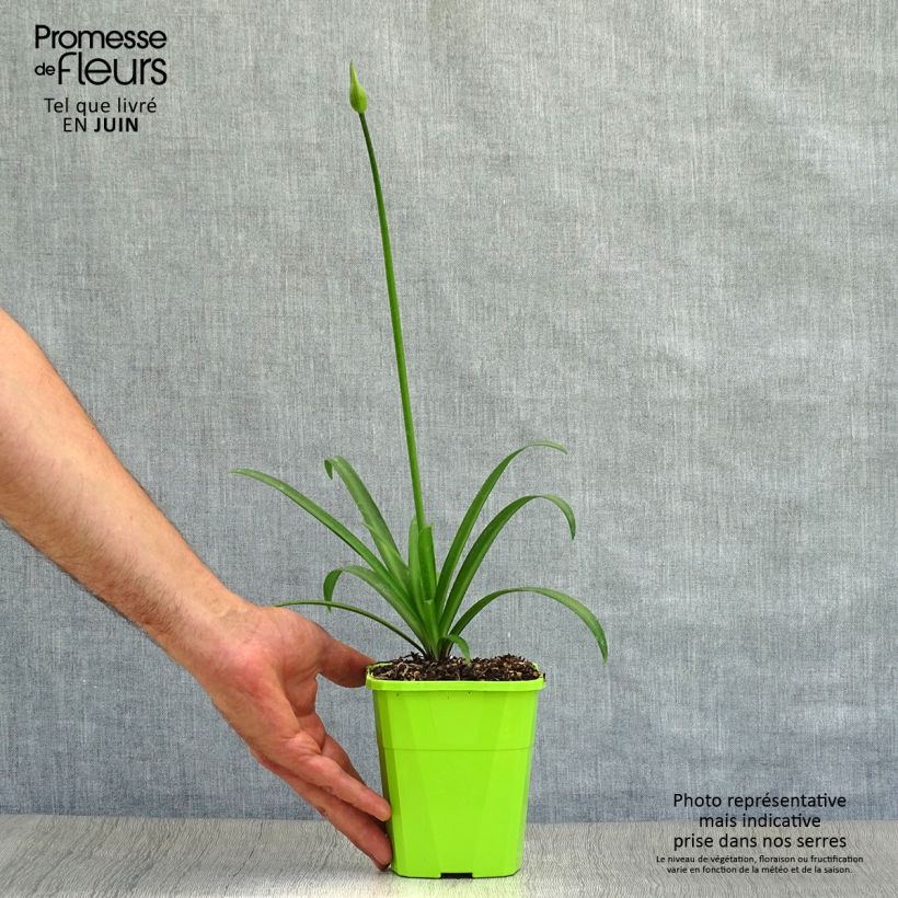 Exemplar von Agapanthus Poppin’ Star - Schmucklilie Topf mit 3L/4L wie im Sommer geliefert
