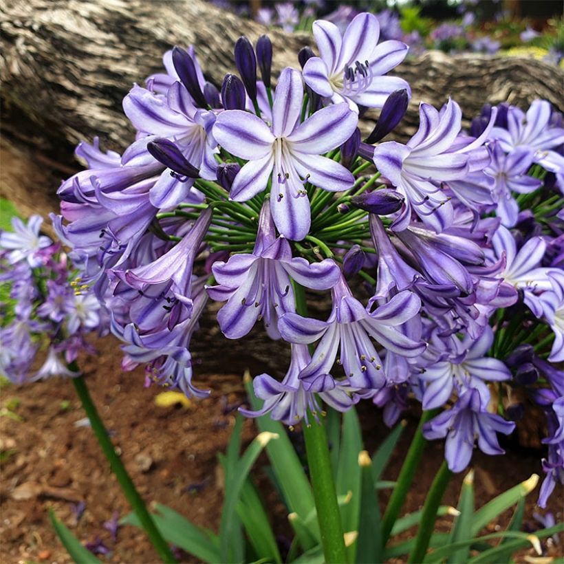 Agapanthus Poppin’ Star - Schmucklilie (Wuchs)