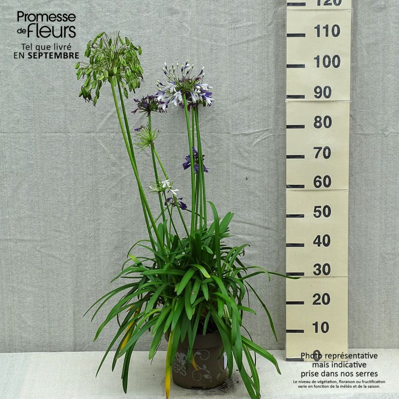 Exemplar von Agapanthus Three Sisters Mix - Schmucklilie Topf mit 6L/7L wie im Herbst geliefert