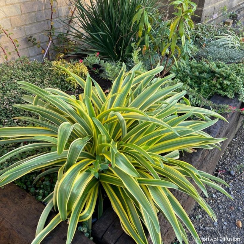 Agapanthe praecox Zambezi (Wuchs)