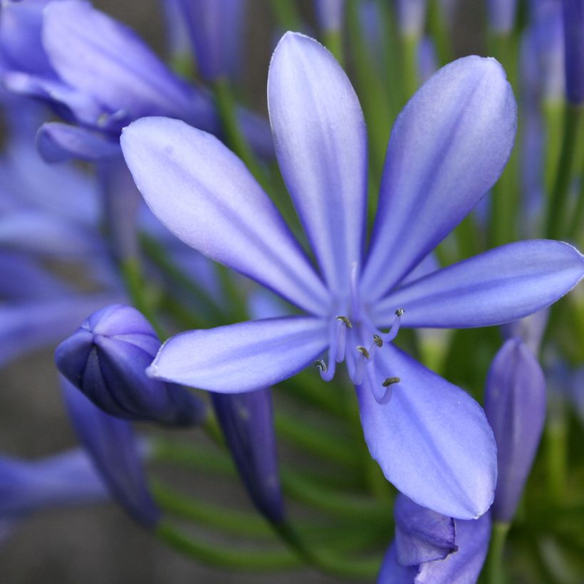 Agapanthus umbellatus - Schmucklilie (Flowering)