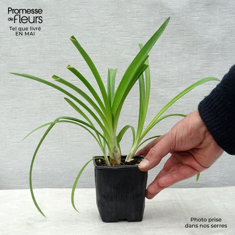 Example of Agapanthus umbellatus - Schmucklilie Kleine Töpfe von 7/8 cm as you get in printemps