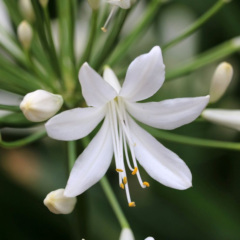 Agapanthus Arctic Star - Schmucklilie (Blüte)