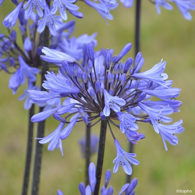 Agapanthus Graphite Blue - Schmucklilie (Blüte)