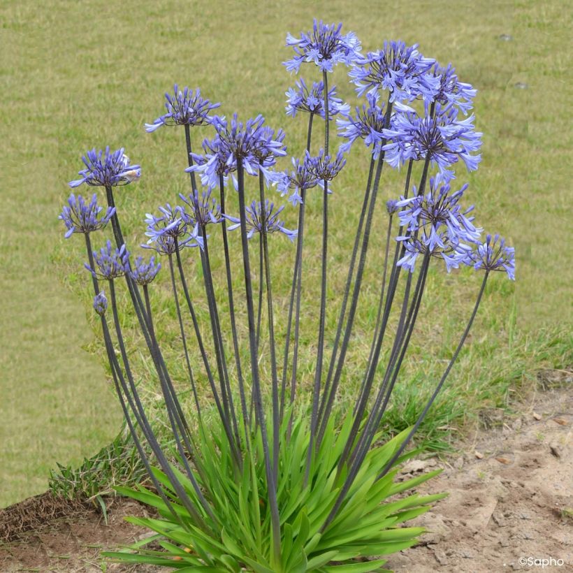 Agapanthus Graphite Blue - Schmucklilie (Wuchs)